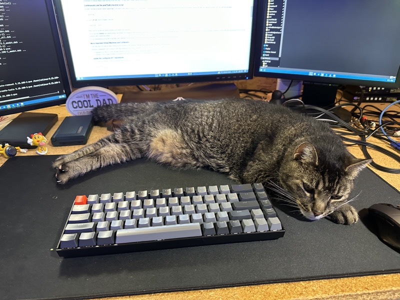 I think I need a desk cat bed