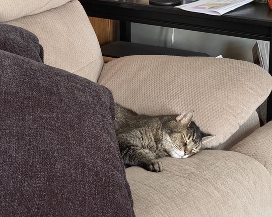 When I see my cat in the afternoon I think, maybe I could be a furry