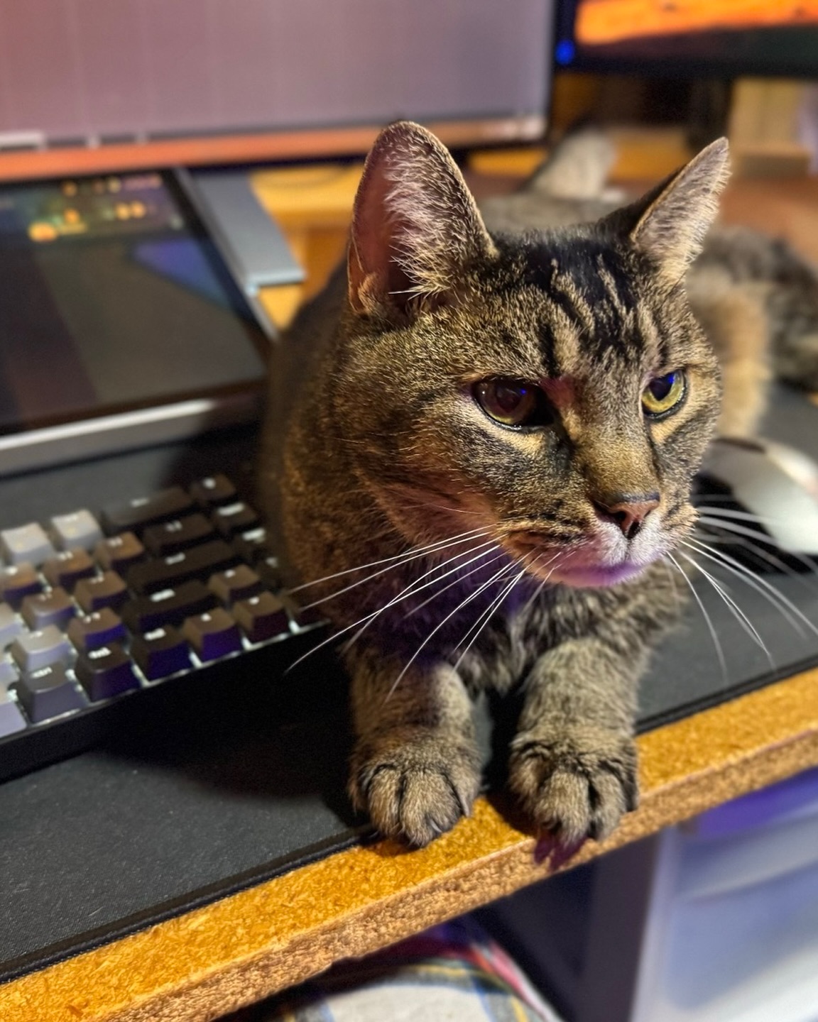 Don’t let him fool you, he’s very needy.